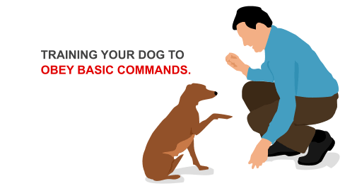 Training your dog to obey basic commands.